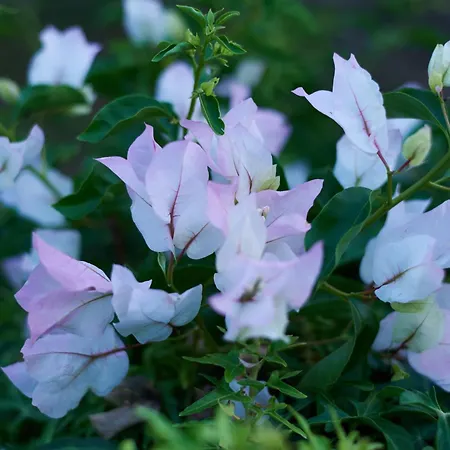 Krizmanic * Ždrelac