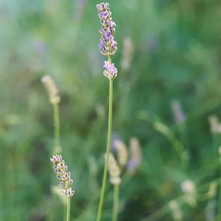 Appartement Krizmanic Ždrelac