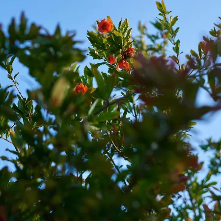 Krizmanic Appartement