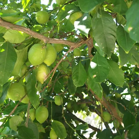 Appartement Krizmanic *