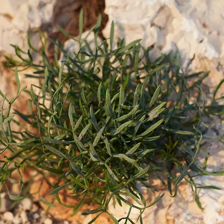 Krizmanic Daire Ždrelac