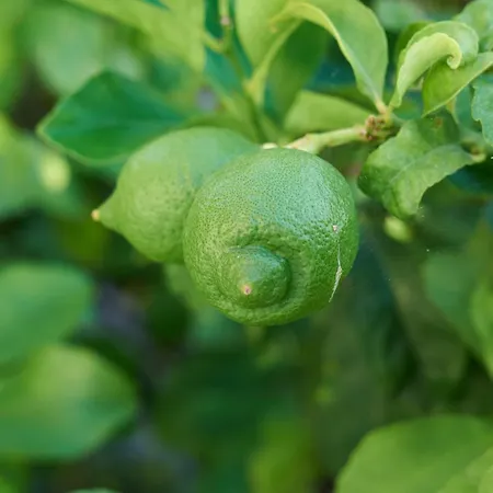 Apartamento Krizmanic *