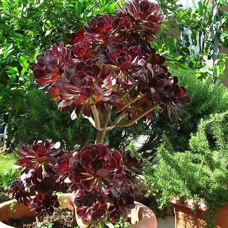 Krizmanic شقة Ždrelac