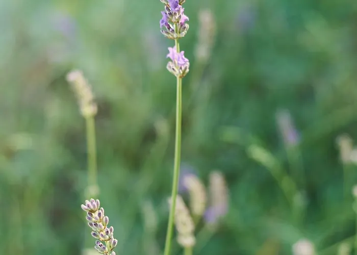 Lägenhet Krizmanic Ždrelac
