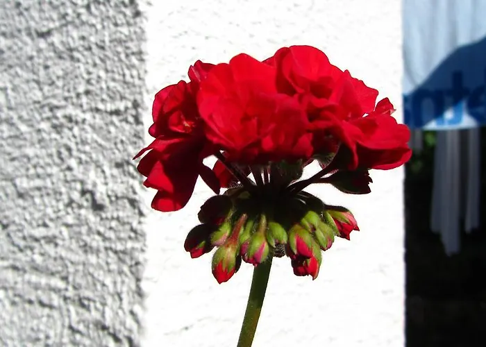 Lägenhet Krizmanic *