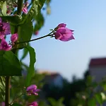 Krizmanić *